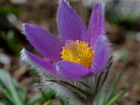 Pulsatilla halleri 3, Saxifraga-Willem van Kruijsbergen