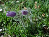 Pulsatilla halleri 5, Saxifraga-Willem van Kruijsbergen