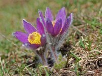Pulsatilla halleri 6, Saxifraga-Willem van Kruijsbergen