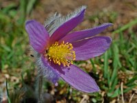 Pulsatilla halleri 7, Saxifraga-Willem van Kruijsbergen
