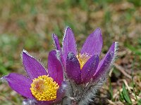 Pulsatilla halleri 8, Saxifraga-Willem van Kruijsbergen