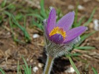 Pulsatilla halleri 9, Saxifraga-Willem van Kruijsbergen
