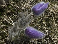 Pulsatilla halleri ssp halleri 11, Saxifraga-Marijke Verhagen