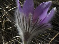 Pulsatilla halleri ssp halleri 13, Saxifraga-Marijke Verhagen