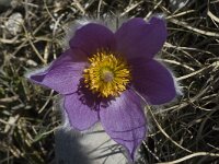 Pulsatilla halleri ssp halleri 14, Saxifraga-Marijke Verhagen