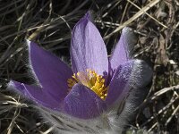Pulsatilla halleri ssp halleri 15, Saxifraga-Marijke Verhagen