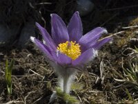 Pulsatilla halleri ssp halleri 16, Saxifraga-Marijke Verhagen