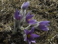 Pulsatilla halleri ssp halleri 18 Saxifraga-Marijke Verhagen