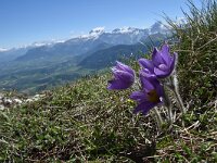 Pulsatilla halleri ssp halleri 24, Saxifraga-Luuk Vermeer