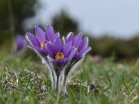 Pulsatilla halleri ssp halleri 32, Saxifraga-Luuk Vermeer