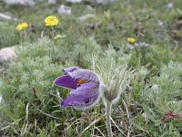 Pulsatilla halleri ssp rhodopaea 21, Saxifraga-Dirk Hilbers