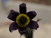 Pulsatilla montana 6, Saxifraga-Luuk Vermeer