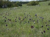 Pulsatilla rubra ssp rubra 16, Saxifraga-Willem van Kruijsbergen