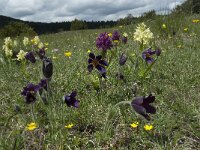 Pulsatilla rubra ssp rubra 19, Saxifraga-Willem van Kruijsbergen