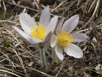 Pulsatilla vernalis 10, Saxifraga-Willem van Kruijsbergen