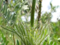 Pulsatilla vernalis 19, Saxifraga-Rutger Barendse