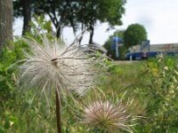 Pulsatilla vernalis 20, Saxifraga-Rutger Barendse