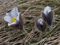 Pulsatilla vernalis 26, Saxifraga-Harry Jans