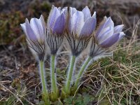 Pulsatilla vernalis 31, Saxifraga-Harry Jans