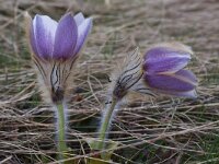 Pulsatilla vernalis 32, Saxifraga-Harry Jans