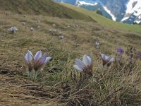 Pulsatilla vernalis 35, habitat, Saxifraga-Harry Jans