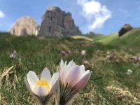 Pulsatilla vernalis 36, Saxifraga-Harry Jans