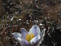 Pulsatilla vernalis 9, Saxifraga-Jeroen Willemsen