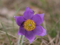 Pulsatilla vulgaris 10, Wildemanskruid, Saxifraga-Jaap Schelvis