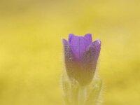 Pulsatilla vulgaris 12, Wildemanskruid, Saxifraga-Elisabeth Raboin