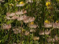 Zaadpluis Wildemanskruid