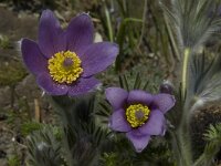 Pulsatilla vulgaris 2, Wildemanskruid, Saxifraga-Willem van Kruijsbergen