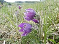 Pulsatilla vulgaris 24, Wildemanskruid, Saxifraga-Rutger Barendse