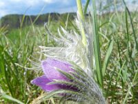 Pulsatilla vulgaris 25, Wildemanskruid, Saxifraga-Rutger Barendse