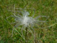 Pulsatilla vulgaris 27, Wildemanskruid, Saxifraga-Ed Stikvoort