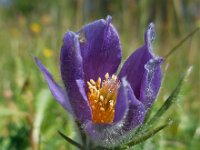Pulsatilla vulgaris 28, Wildemanskruid, Saxifraga-Ed Stikvoort