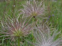 Pulsatilla vulgaris 32, Wildemanskruid, Saxifraga-Ed Stikvoort