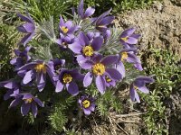 Pulsatilla vulgaris 34, Wildemanskruid, Saxifraga-Willem van Kruijsbergen