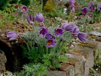 Pulsatilla vulgaris 4, Wildemanskruid, Saxifraga-Willem van Kruijsbergen