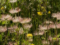 Pulsatilla vulgaris 48, Wildemanskruid, Saxifraga-Jan Nijendijk