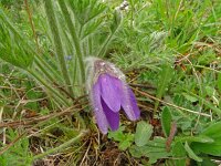 Pulsatilla vulgaris 50, Wildemanskruid, Saxifraga-Hans Grotenhuis