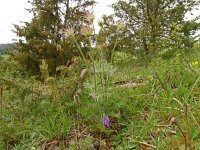Pulsatilla vulgaris 52, Wildemanskruid, Saxifraga-Hans Grotenhuis