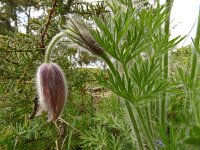 Pulsatilla vulgaris 55, Wildemanskruid, Saxifraga-Hans Grotenhuis