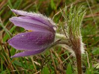 Pulsatilla vulgaris 59, Wildemanskruid, Saxifraga-Hans Grotenhuis