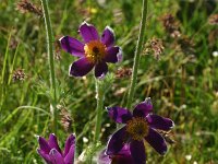Pulsatilla vulgaris 6, Wildemanskruid, Saxifraga-Dirk Hilbers