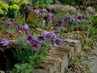 Pulsatilla vulgaris 9, Wildemanskruid, Saxifraga-Willem van Kruijsbergen