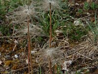 Pulsatilla vulgaris ssp vulgaris 11, Wildemanskruid, Saxifraga-Willem van Kruijsbergen