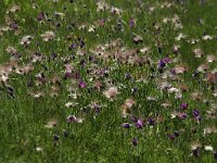 pulsatilla vulgaris 22, Wildemanskruid, Saxifraga-Dirk Hilbers