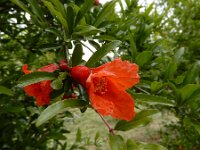 Punica granatum