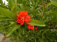 Punica granatum 2, Granaatappel, Saxifraga-Ed Stikvoort : Kapan - Mehgri A900