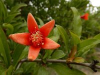 Punica granatum 3, Granaatappel, Saxifraga-Ed Stikvoort : Kapan - Mehgri A900